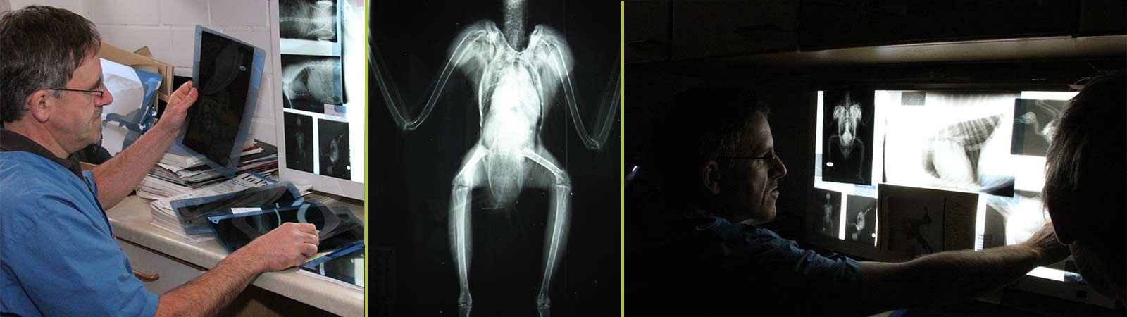 Tiere röntgen, Röntgenuntersuchung für Tiere